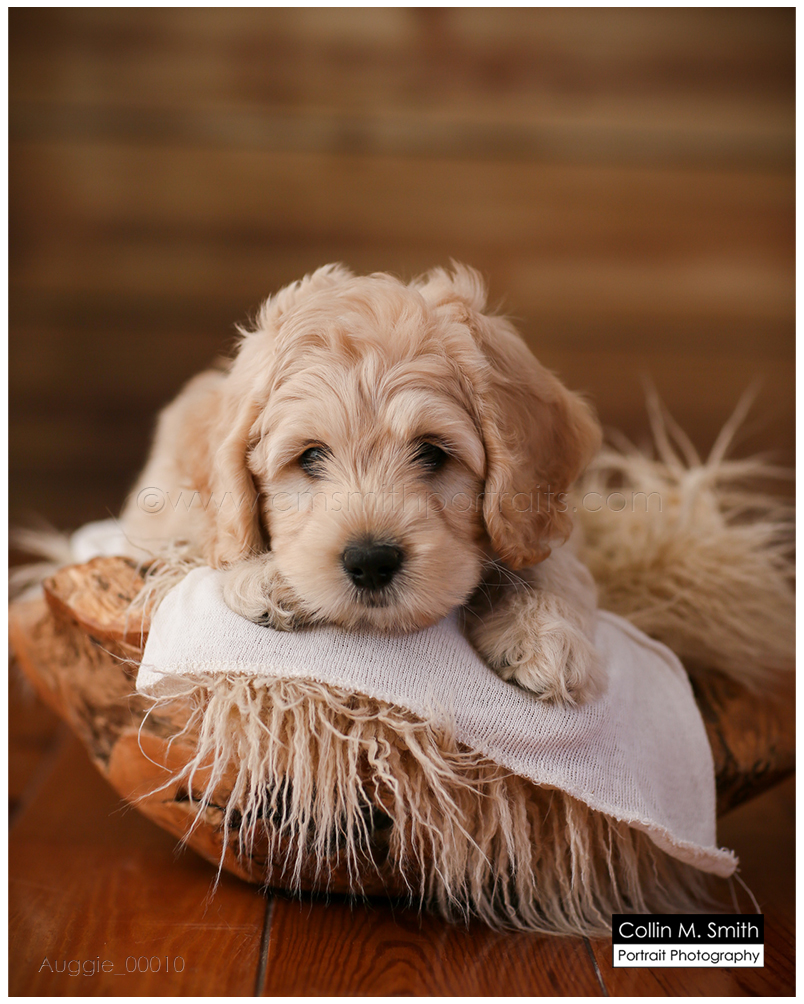 © Collin M. Smith Portrait Photography www.cmsmithportraits.com/blog