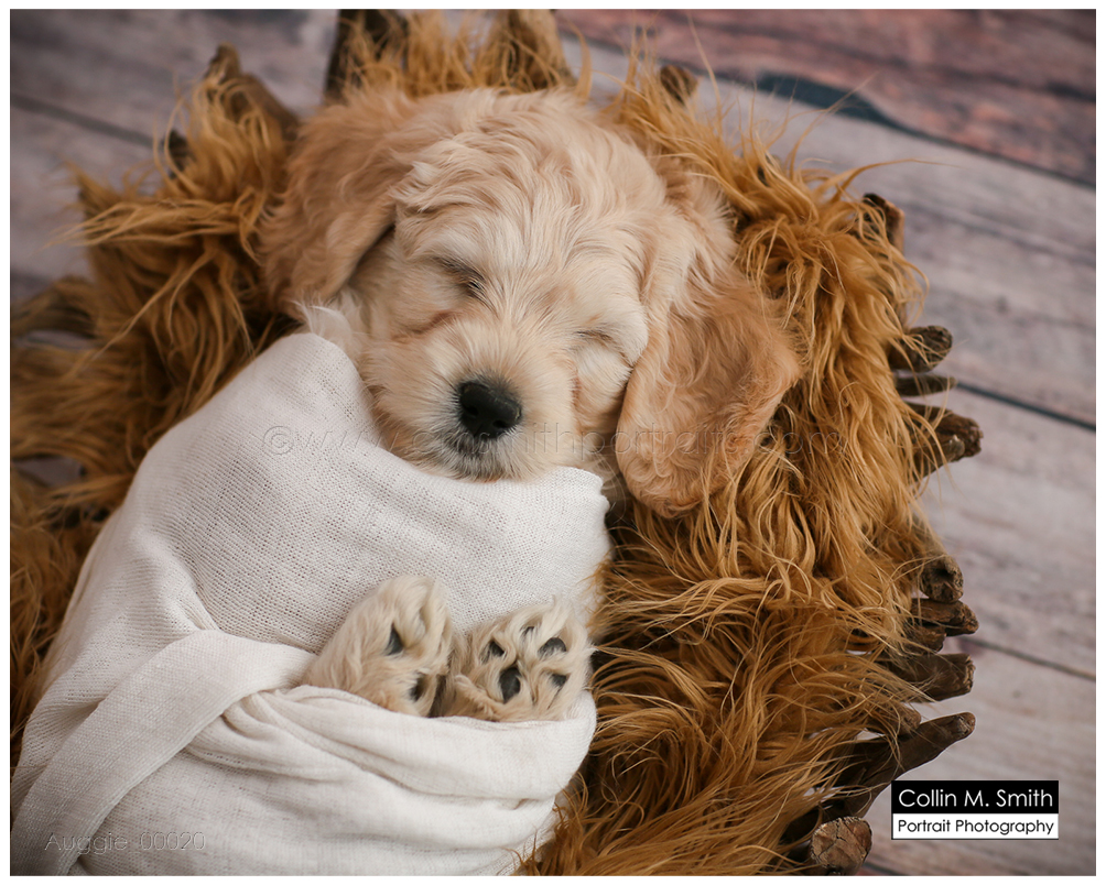 © Collin M. Smith Portrait Photography www.cmsmithportraits.com/blog