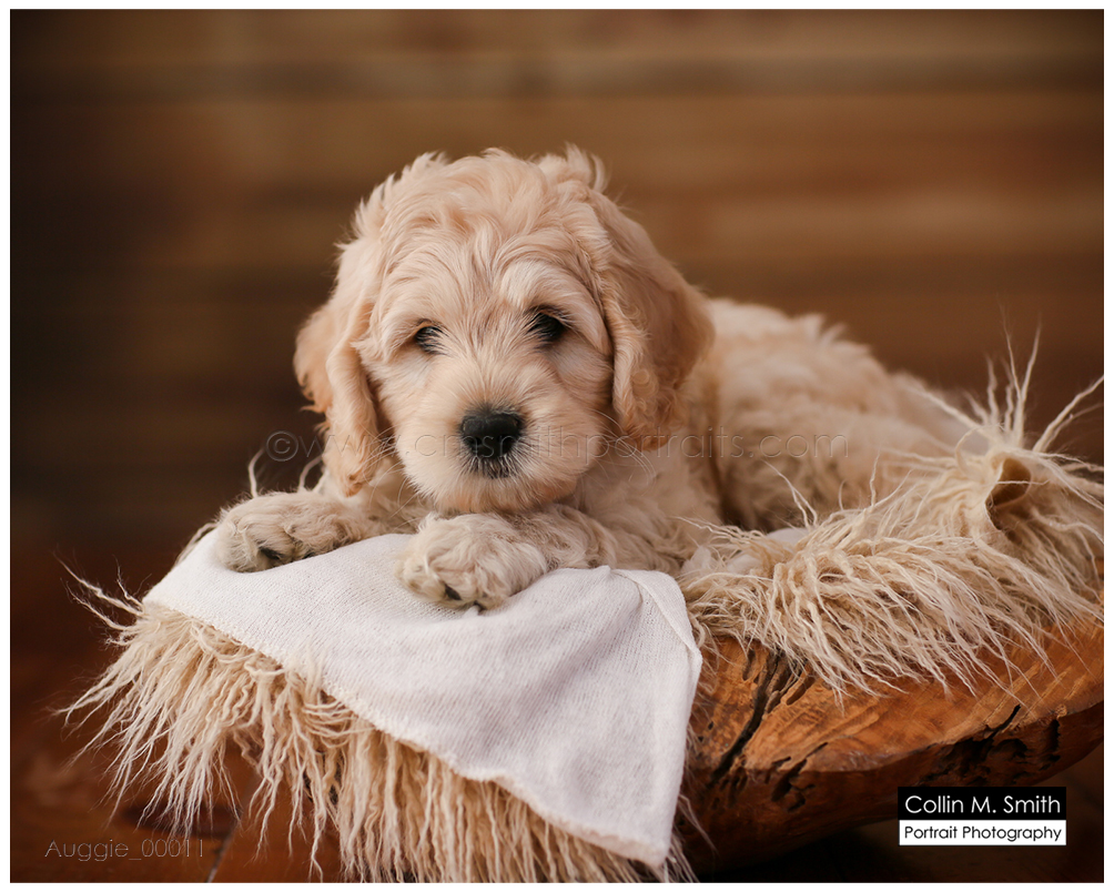 © Collin M. Smith Portrait Photography www.cmsmithportraits.com/blog