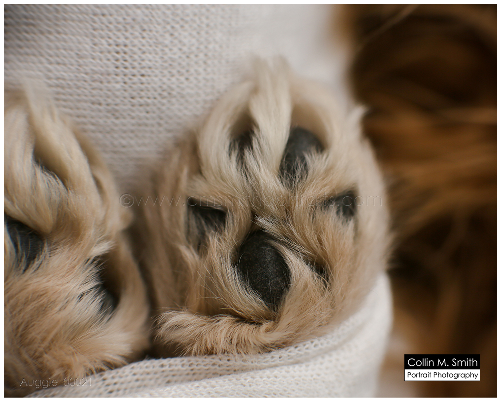 © Collin M. Smith Portrait Photography www.cmsmithportraits.com/blog