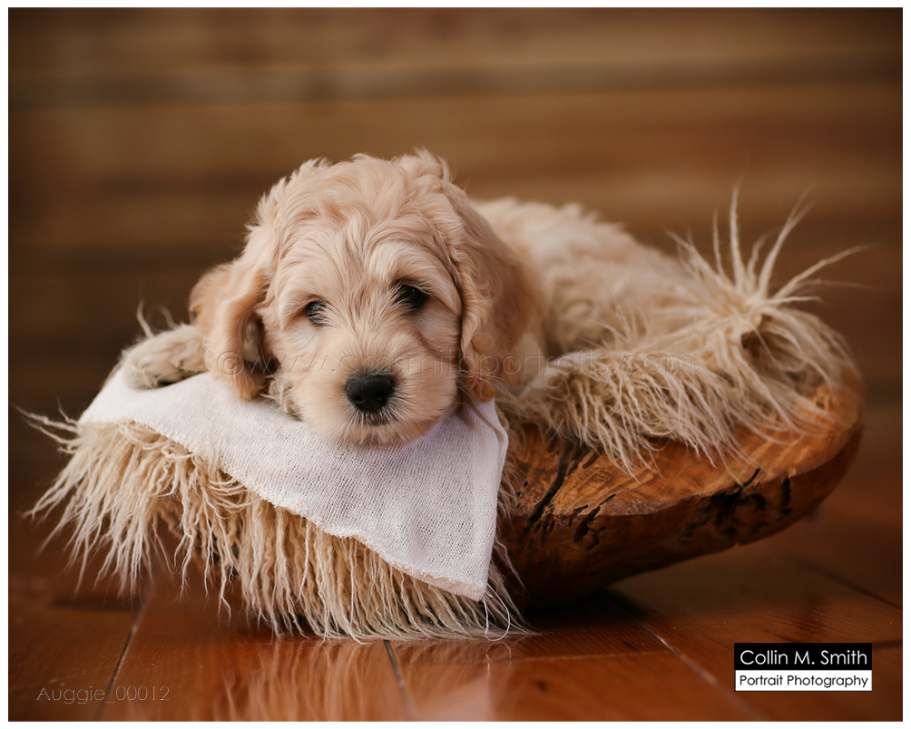 © Collin M. Smith Portrait Photography www.cmsmithportraits.com/blog