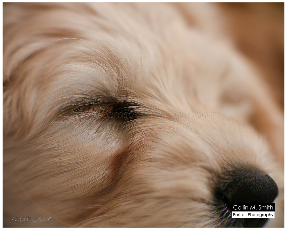 © Collin M. Smith Portrait Photography www.cmsmithportraits.com/blog