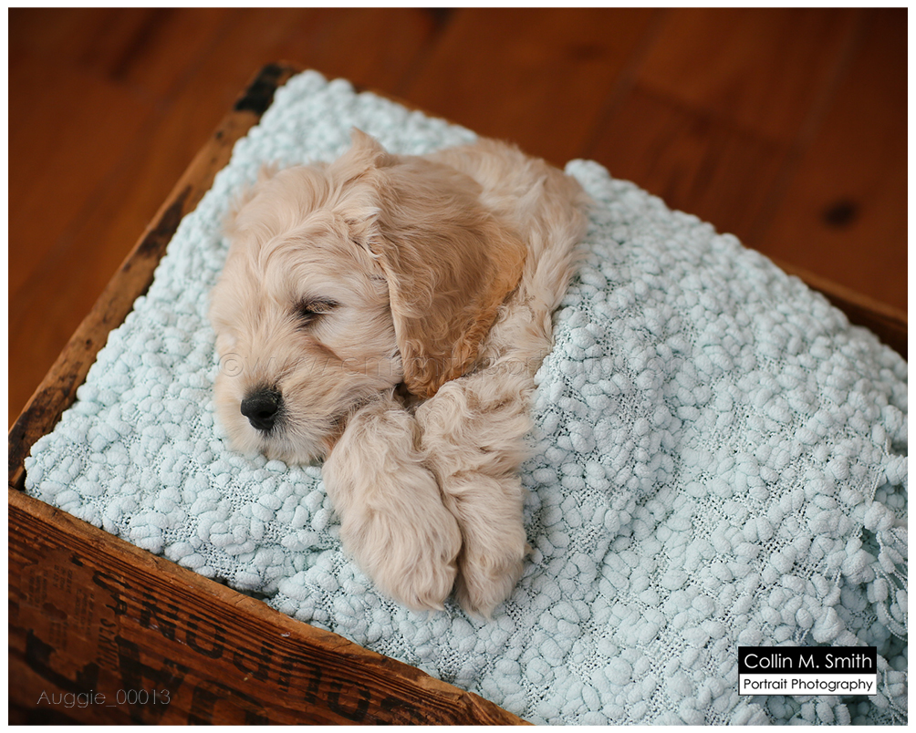 © Collin M. Smith Portrait Photography www.cmsmithportraits.com/blog