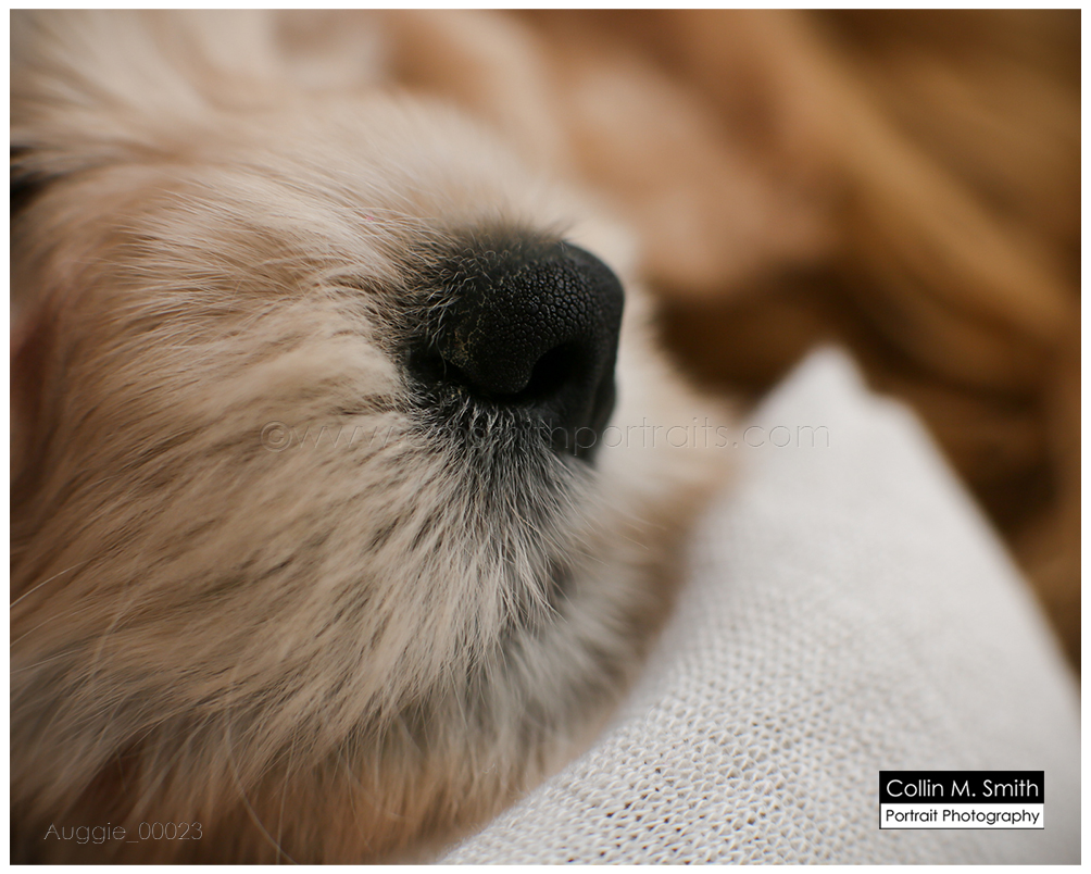 © Collin M. Smith Portrait Photography www.cmsmithportraits.com/blog