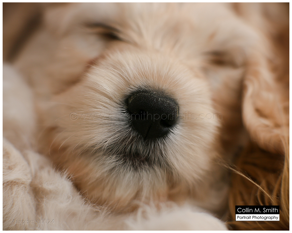 © Collin M. Smith Portrait Photography www.cmsmithportraits.com/blog