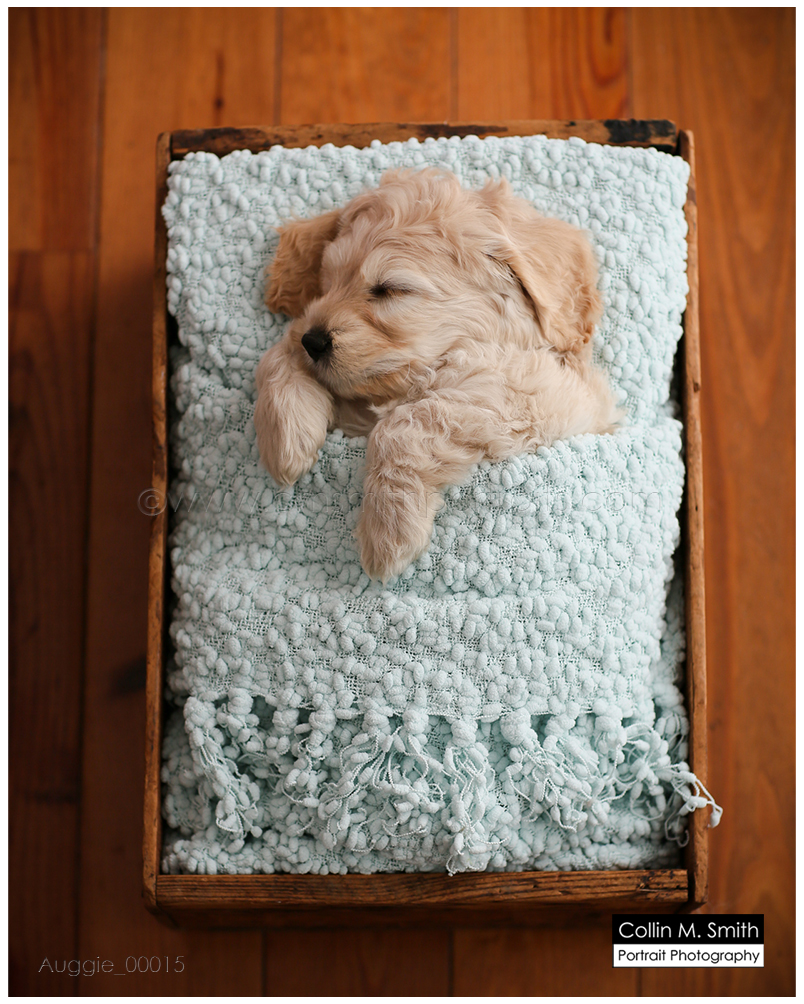 © Collin M. Smith Portrait Photography www.cmsmithportraits.com/blog