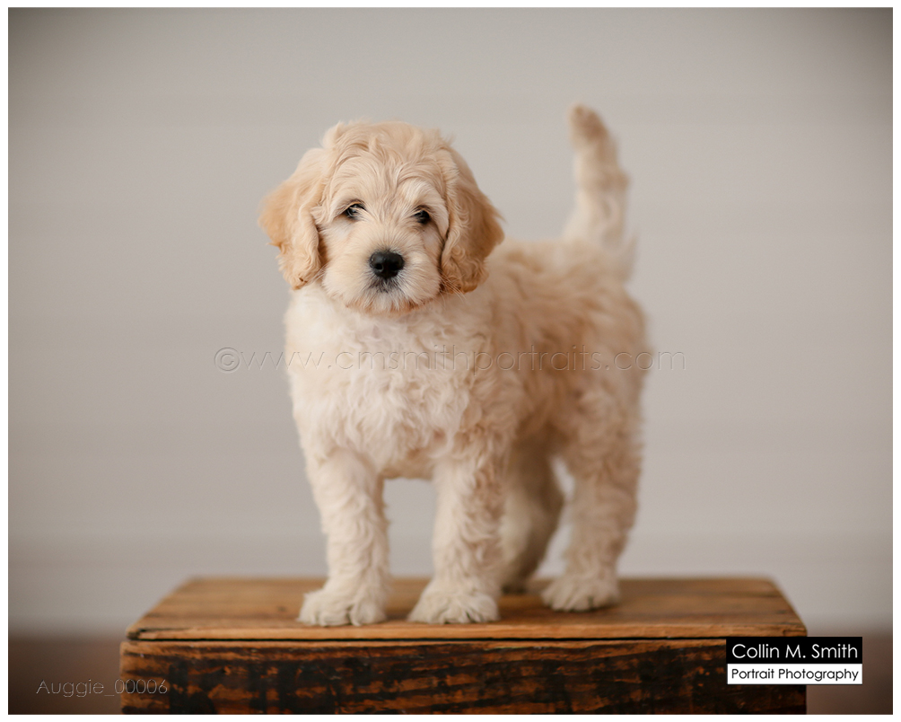 © Collin M. Smith Portrait Photography www.cmsmithportraits.com/blog