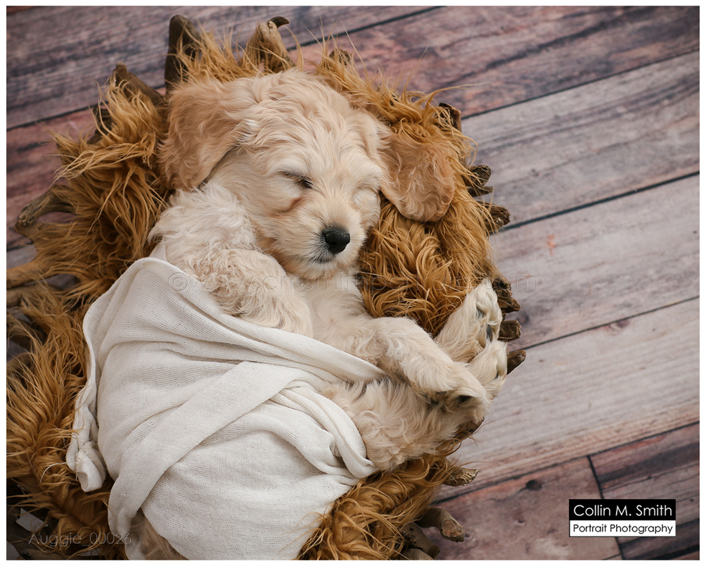 © Collin M. Smith Portrait Photography www.cmsmithportraits.com/blog