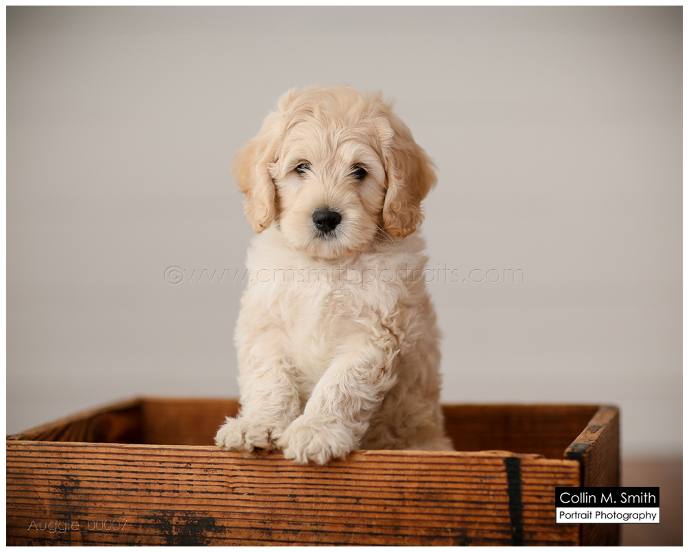 © Collin M. Smith Portrait Photography www.cmsmithportraits.com/blog