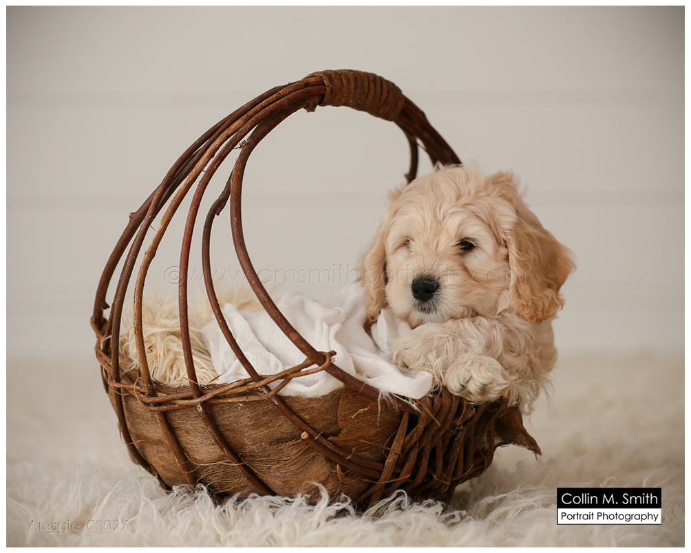 © Collin M. Smith Portrait Photography www.cmsmithportraits.com/blog