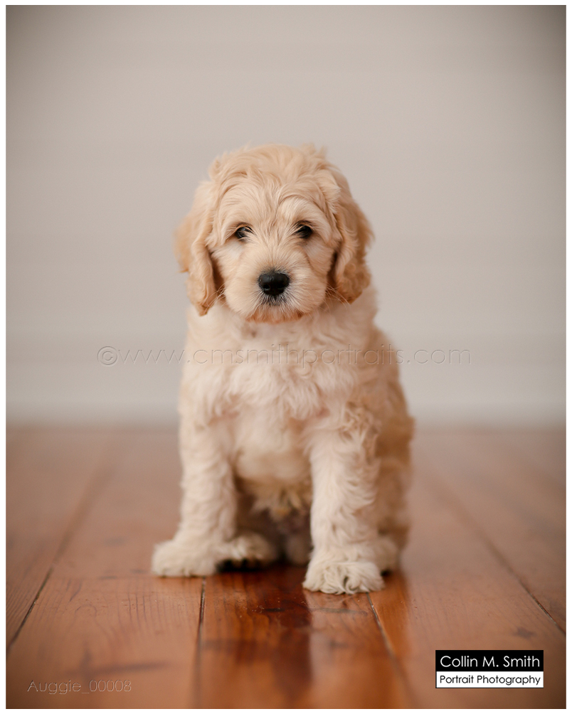 © Collin M. Smith Portrait Photography www.cmsmithportraits.com/blog